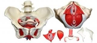 WelldenWellden Product Medical Anatomical Female Pelvis Model with Removable Org