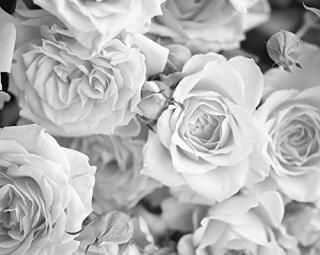 OhPopsi WALS0206 졼 ֤Ӥ ɲ