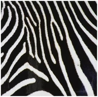 3dRose cst_20344_3 Black and White Zebra Animal Print-Ceramic Tile Coasters Set 