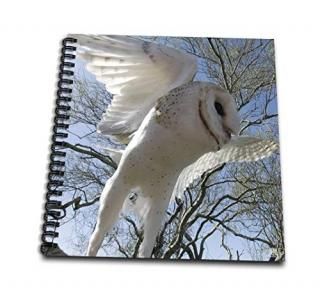 3drose DB 9919?_ 1?Barn OwlTytoСۥ磻owl-drawingܡ8?by 8