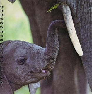 3dRose db_83690_2 եꥫ󥾥֤ NA02 BJA0018 󥺥꡼꡼֥å 1212