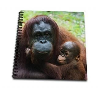 Danita Delimont??Primates??ޥ졼說Semenggoh Nature Reserve Orangutan and Bab