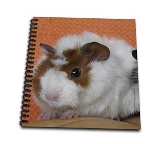 3drose DB 6446?_ 1?Baby Guinea Pig on Pumpkin photography by Angel andݥåDrawin