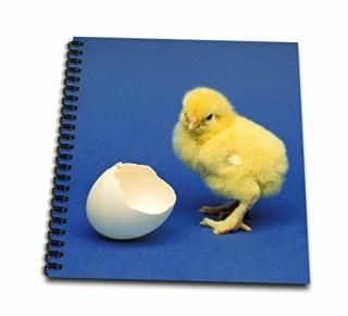 8x8 drawing book - Danita Delimont - Birds - Baby chick bird - NA02 DFR0041 - Da