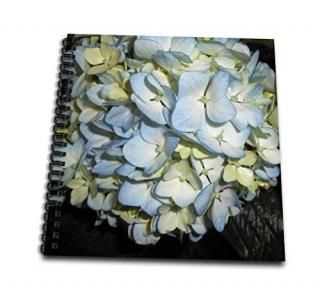 Whiteoaks̿ȥȥ??Hydrangeas??֤饤ȥ֥롼Colored Hydrangea Flowers??Drawing Boo