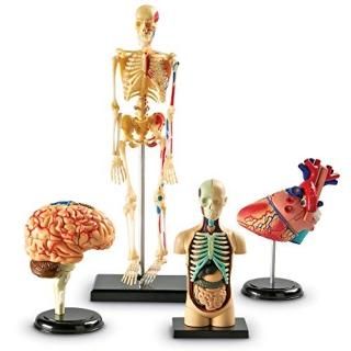 顼˥ ꥽Learning Resources Anatomy Models Bundle Set LER3338 