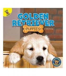 Golden Retriever Puppies Top Puppies