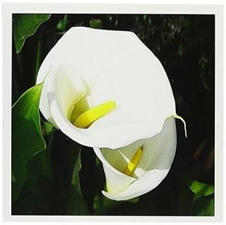 Taiche̿Calla Lilies??ۥ磻Callain Bright Sunlight The stunning Blooms of Calla 