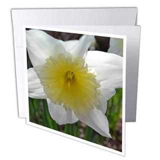Patricia Sanders??ۥ磻ȤȥDaffodil??꡼ƥ󥰥 Set of 12 Greeting Cards