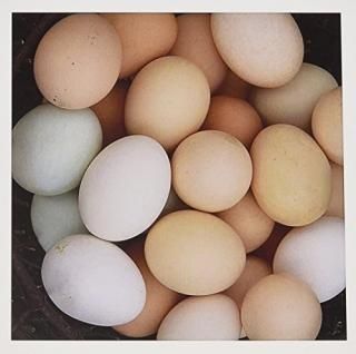 åԡ̿??Chicken Eggs by Angelandspot??꡼ƥ󥰥 Set of 12 Greeting Cards