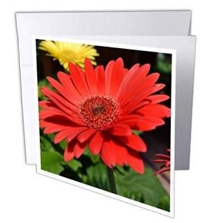 Patricia Sanders??Red Gerbera Daisy??꡼ƥ󥰥 Set of 12 Greeting Cards