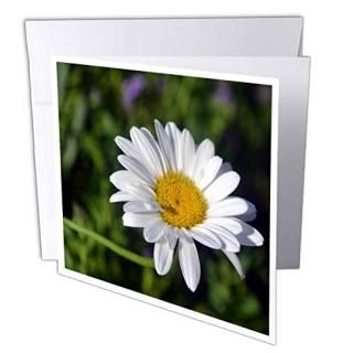 Whiteoak Photography Floral Prints??֤Υץ뤵Aץ졼Daisy??꡼ƥ󥰥 Set of 12 Gree