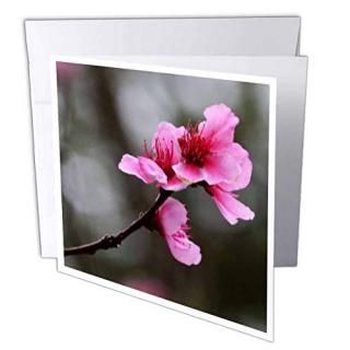 Whiteoak Photography Floral Prints??Singleԥ󥯺??꡼ƥ󥰥 Set of 12 Greeting C