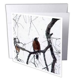ӥХ꡼ʡĻ̿??ߥӥHunting for Berries??꡼ƥ󥰥 Set of 12 Greeting Cards