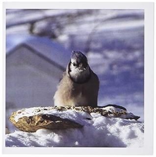 ӥХ꡼ʡ̿??Blue Jay on A Rock In The??꡼ƥ󥰥 Set of 12 Greeting Cards