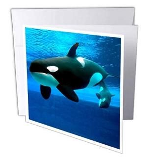 Whales??Killer Whales??꡼ƥ󥰥 Set of 12 Greeting Cards