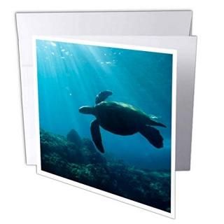 Danita Delimont??Turtles??Sea Turtleϥ磻??us12?dpb0583??Douglas Peebles??꡼ƥ