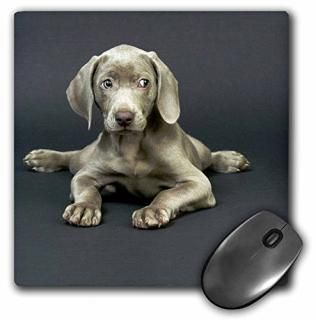 3D  磻ޥʡ - 磻ޥʡҸ - ޥ ѥå - ޥѥå - mp_1094_1 