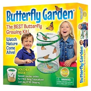 Butterfly Garden