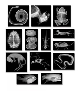 Animal X-Rays