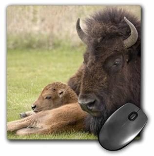 3dRose LLC 8 x 8 x 0.25 磻ߥ ȡ NP Х Ȼҵ  ꡼ ޥѥå mp_85215