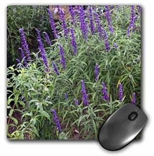 3dRose LLC 8 x 8 x 0.25 ޥѥå եѡץե mp_51795_1