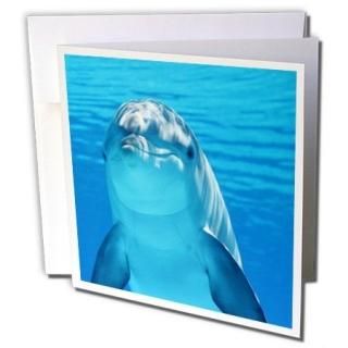 Sven Herkenrath Sealife??֥롼ɥեin the Sealife??꡼ƥ󥰥 Set of 6 Greeting Ca