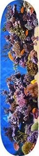 Mini-Logo Skateboard Deck Fish Tank 8.0