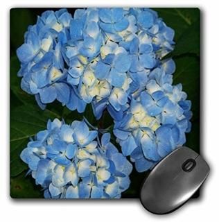 3drose LLC 8?x 8?x 0.25֥롼ȥHydrangea饹ޥѥå MP _ 21629?_ 1?