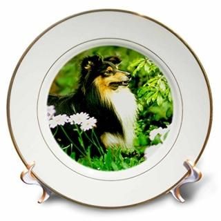 Sheltie/åȥɥץɥå??Sheltie??ץ졼 8 inch Porcelain Plate cp_668_1