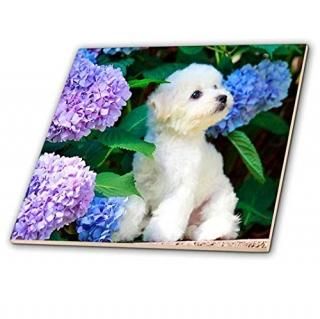 CT _ 80886ե??Adorable Bichon Frise Puppy Among Hydrangeas?? 12 ct_80886_