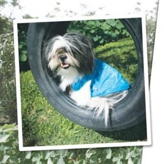 Urban Dog Wear Agatha garigol Shirt Size 8 Purple