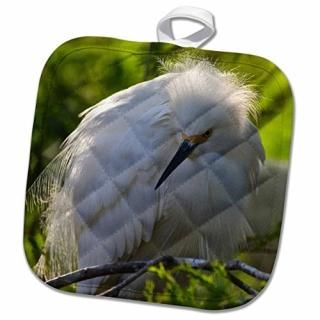 3drose Danita Delimont??Ļ??ꥫեST AUGUSTINE GatorեͥWading??Ĥ 8 x 