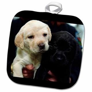 3dRose phl_1222_1 ݥåȥۥ 㡼ޥ󥷥ѡɥݡȥ쥤 8 x 8