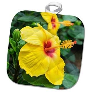 3dRose Danita Delimont -  - Sunny Wind Hibiscus USA - Ĥ 8x8 Potholder phl_27