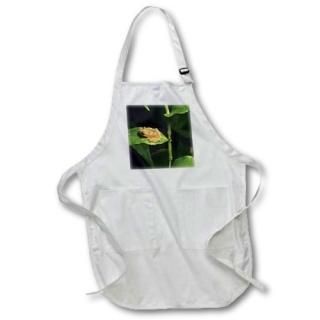 Apr 72316?Danita Delimont??Frogs??Coqui frog on leafEl Yunqueե쥹ȡץȥꥳ-ca27