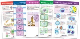 NewPath Learning Mitosis Bulletin Board Chart Set Pack of 5 94-7014