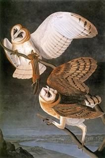 Audubon ե Nbarn ե Tyto Alba John James AudubonS The Birds Of America 1827-