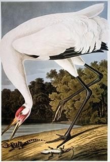 Audubon Whooping Crane Nwhooping Crane Grus Americana After John James Audubon F