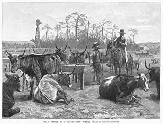 󥶥ƥ 1888 Nlonghorn Cattle From A Kansas Corn Corral Wood Engraving1888 Aft