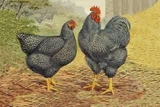 Chickens Plymouth Rocks Poster Print by Lewis Wright 24 x 36