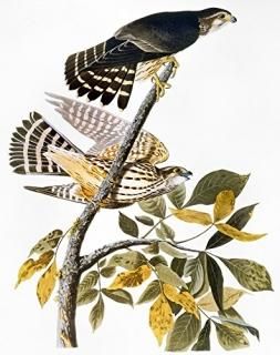 󡦥ॺǥܥ The Birds Of America 1827-1838 ݥץ ɥܥ ˥ޥ  ԥ