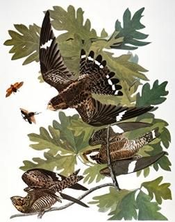 Audubon ʥȥۡ ΡޥʥȥۡChordeiles MinorJohn James AudubonS Birds Of America 18