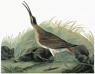 Audubon Whimbrel Nwhimbrel Numenius Phaeopus John James Audubon For His Birds Of