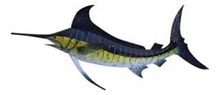 Cit Fishiron ޡץꥫҳɤ