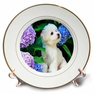 CP 80886ե??Adorable Bichon Frise Puppy Among Hydrangeas??ץ졼 8 inch Porcel