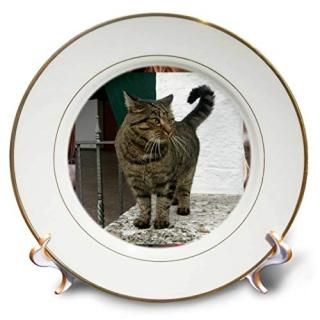 ǭ??ǭ??ץ졼 8 cp_4464_1