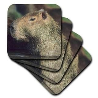 set-of-4-Ceramic - 3dRose cst_87130_3 Capybara Wildlife Llanos Venezuela SA20 KS