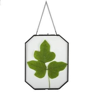 NCYP ɳݤ ֥å 8 x 10 Ȭѷ ϡХꥦ 﫥饹ե졼  ɥ饤ե ݥ ֥륬饹 եƥ󥰥ե졼