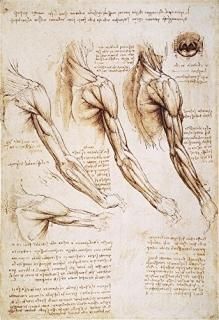 Leonardo Anatomy 1510 Npen And Ink Studies Of The Human Arm Shoulder And Neck By